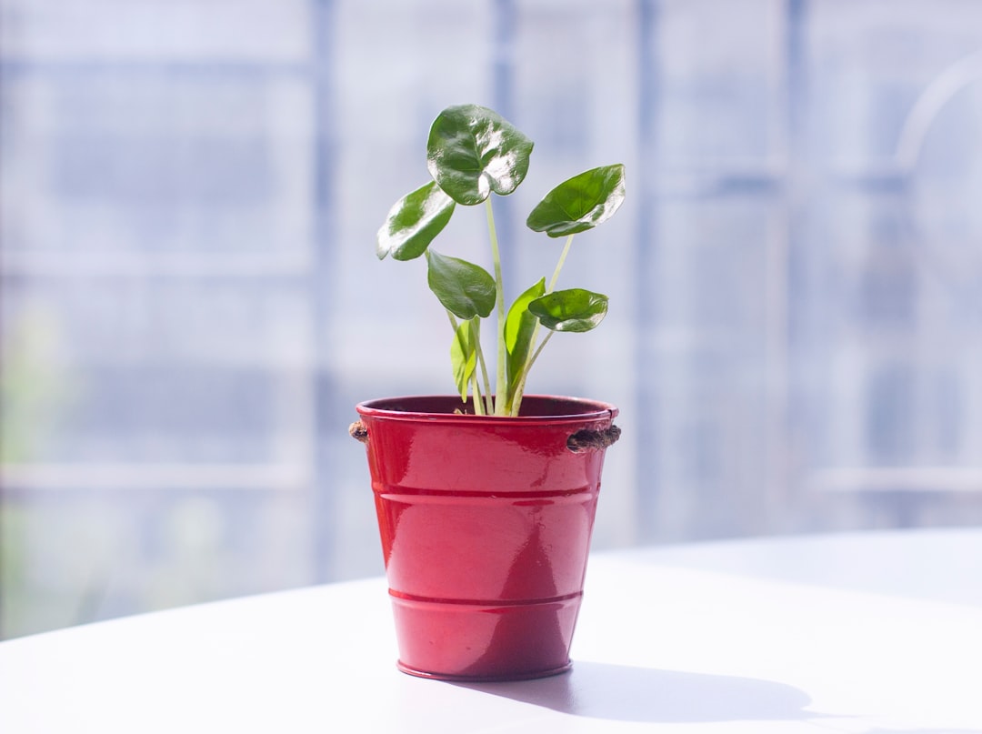 a small potted plant sitting on top of a table